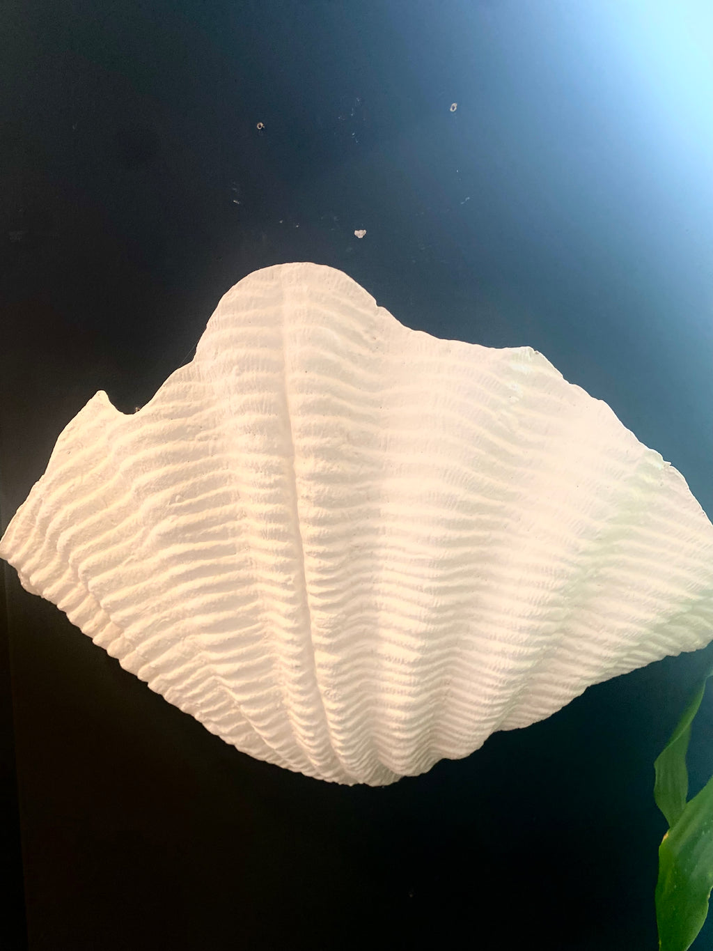 Seashell Sconce